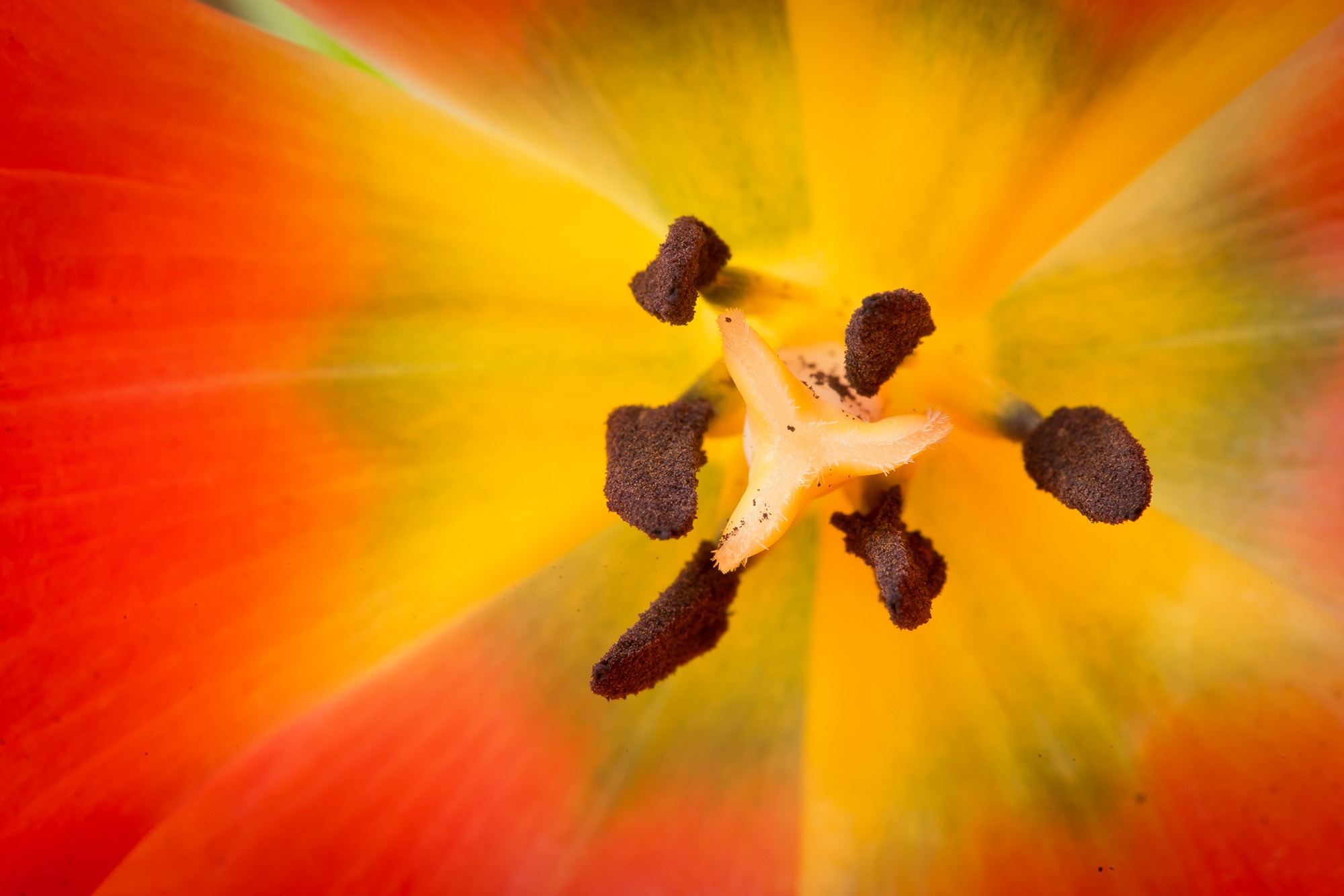 flora tulips