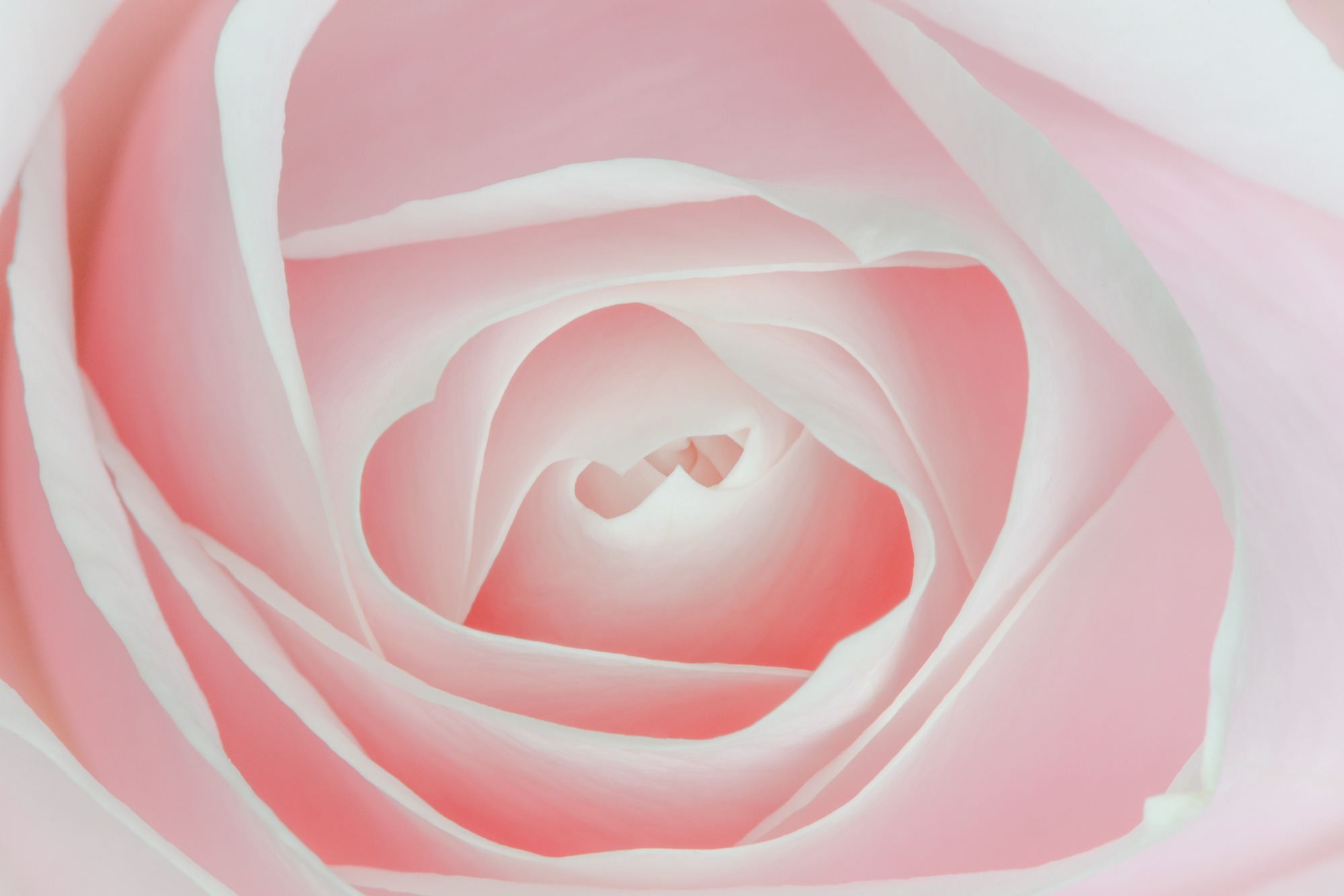 flora rose