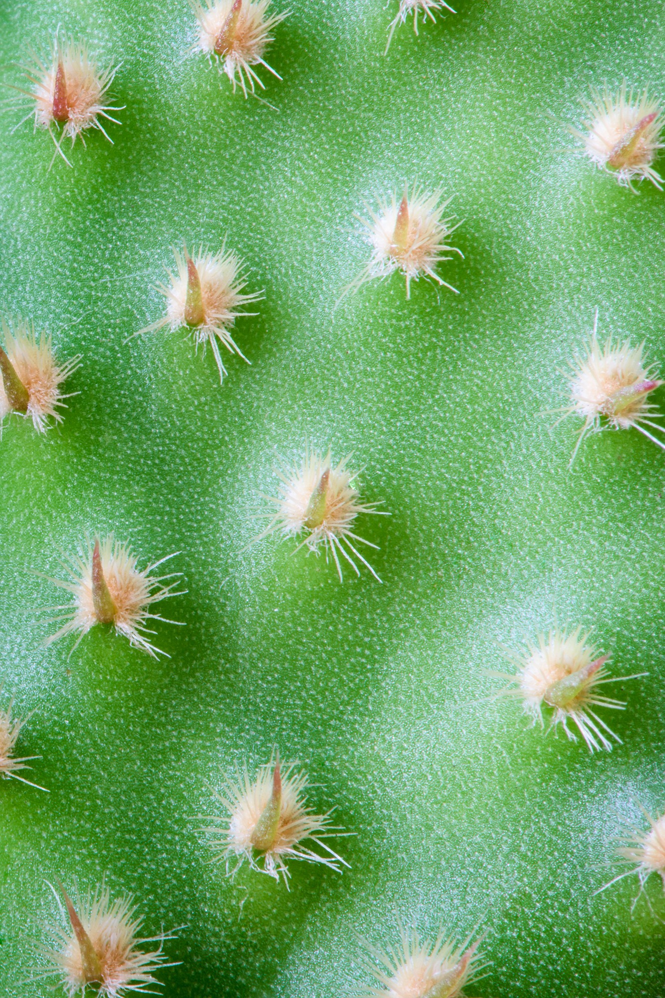 flora cactus