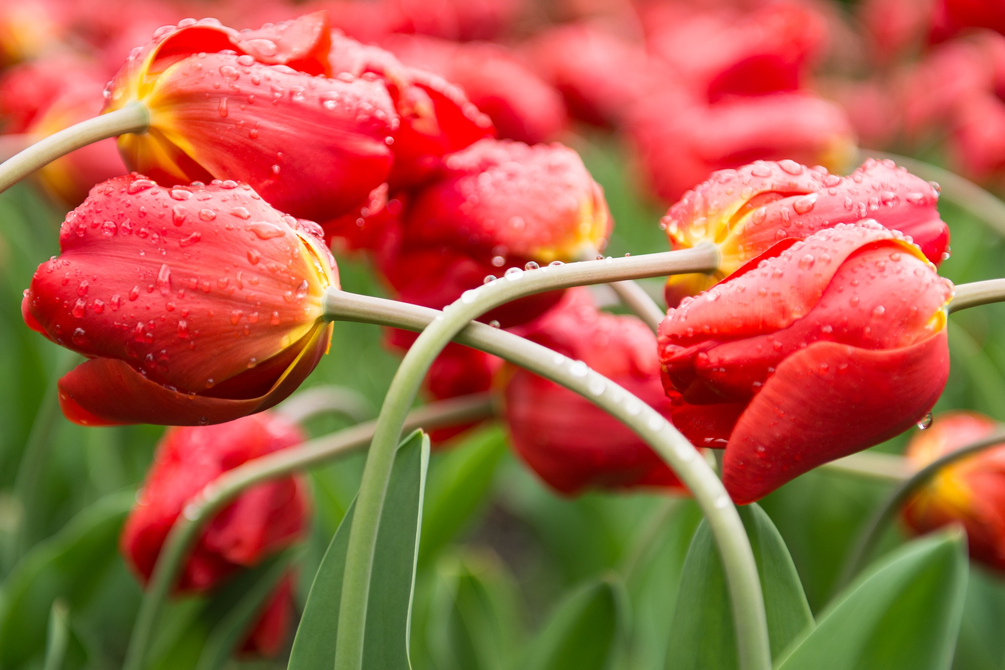 flora wet tulips